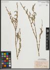 Foto von Salix purpurea L.